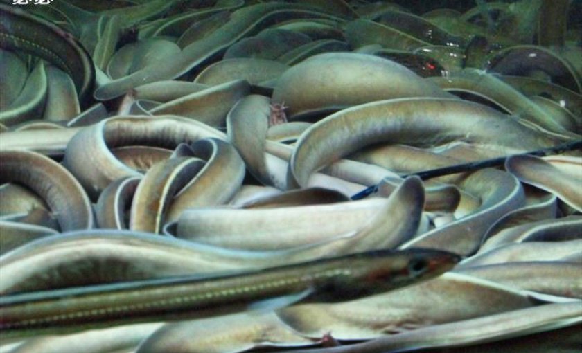 【携程攻略】釜山盲鳗料理好吃吗,盲鳗料理味道怎麼样,环境/服务好不