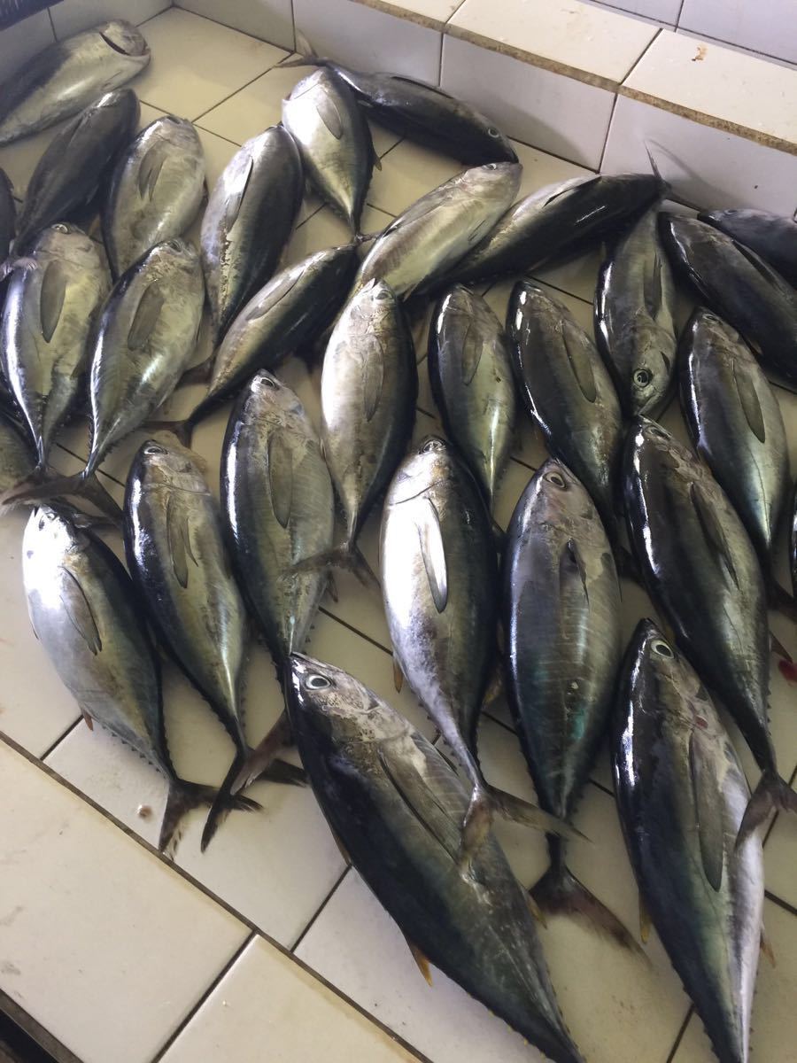 【携程攻略】马累岛鱼市购物,很开眼界,海鱼大全,特别是黄鳍金枪鱼!