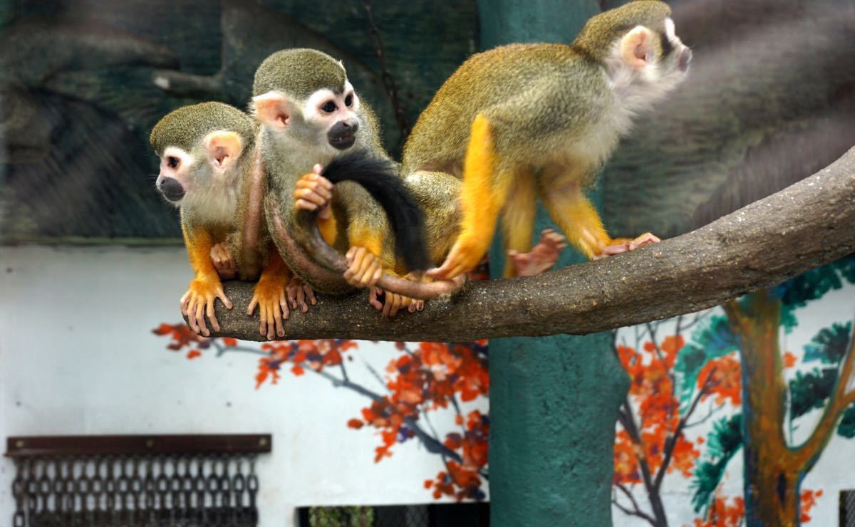 春天去龙凤山庄的动物园,猴子和鹦鹉很可爱,但毒蚊虫比较多,一定要带