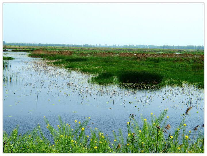 洪澤湖溼地公園