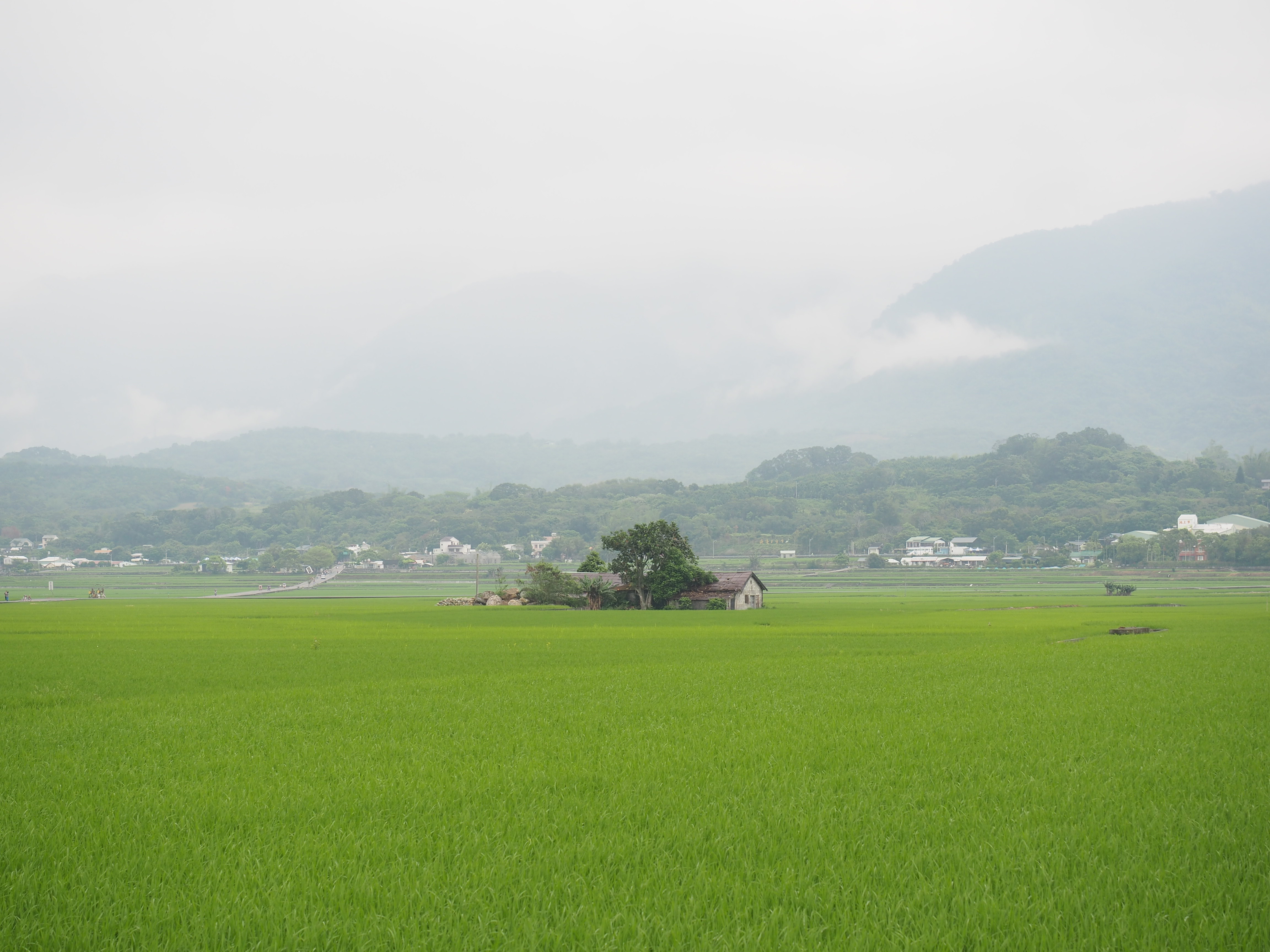 臺東伯朗大道景點,我一直以為是車會經過那裡,然後沿路都是農田這樣子