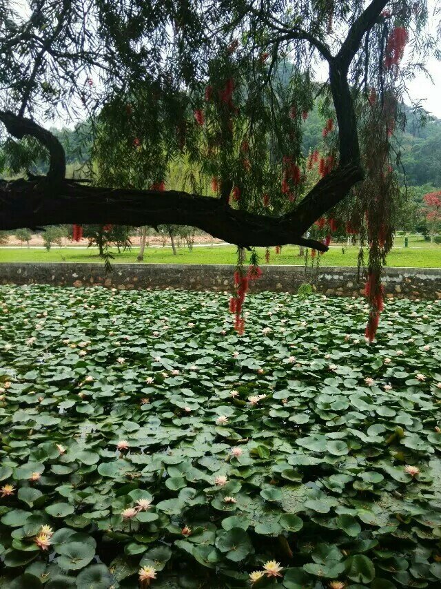 虎門公園旅遊景點攻略圖