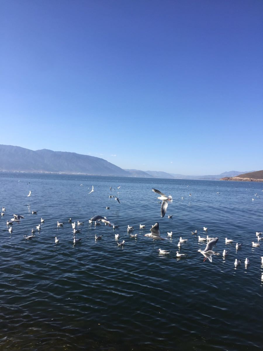 【携程攻略】大理洱海景点,洱海超级漂亮,蓝蓝的水,蓝蓝的天空,骑行环