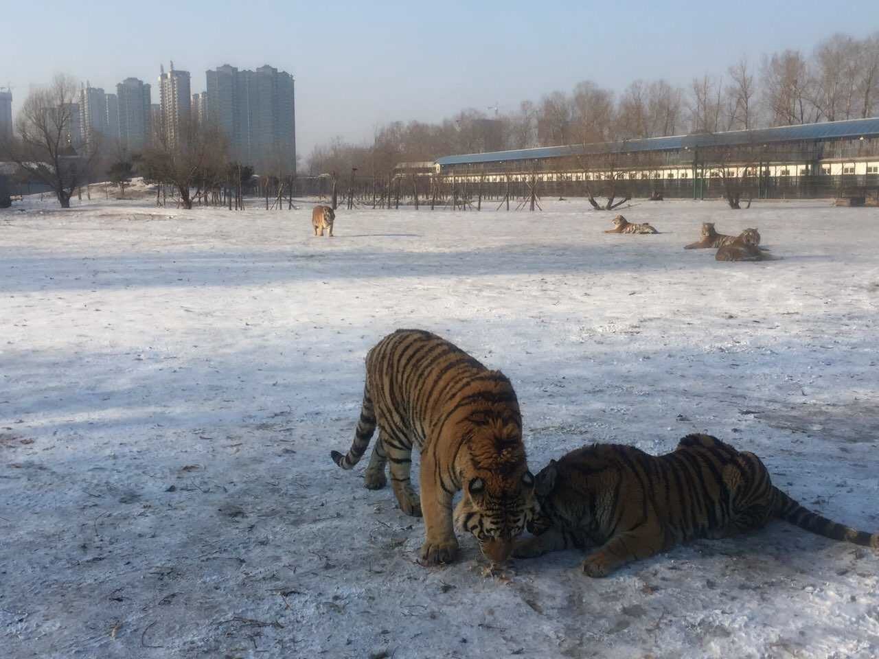 【攜程攻略】黑龍江哈爾濱東北虎林園好玩嗎,黑龍江東北虎林園景點怎