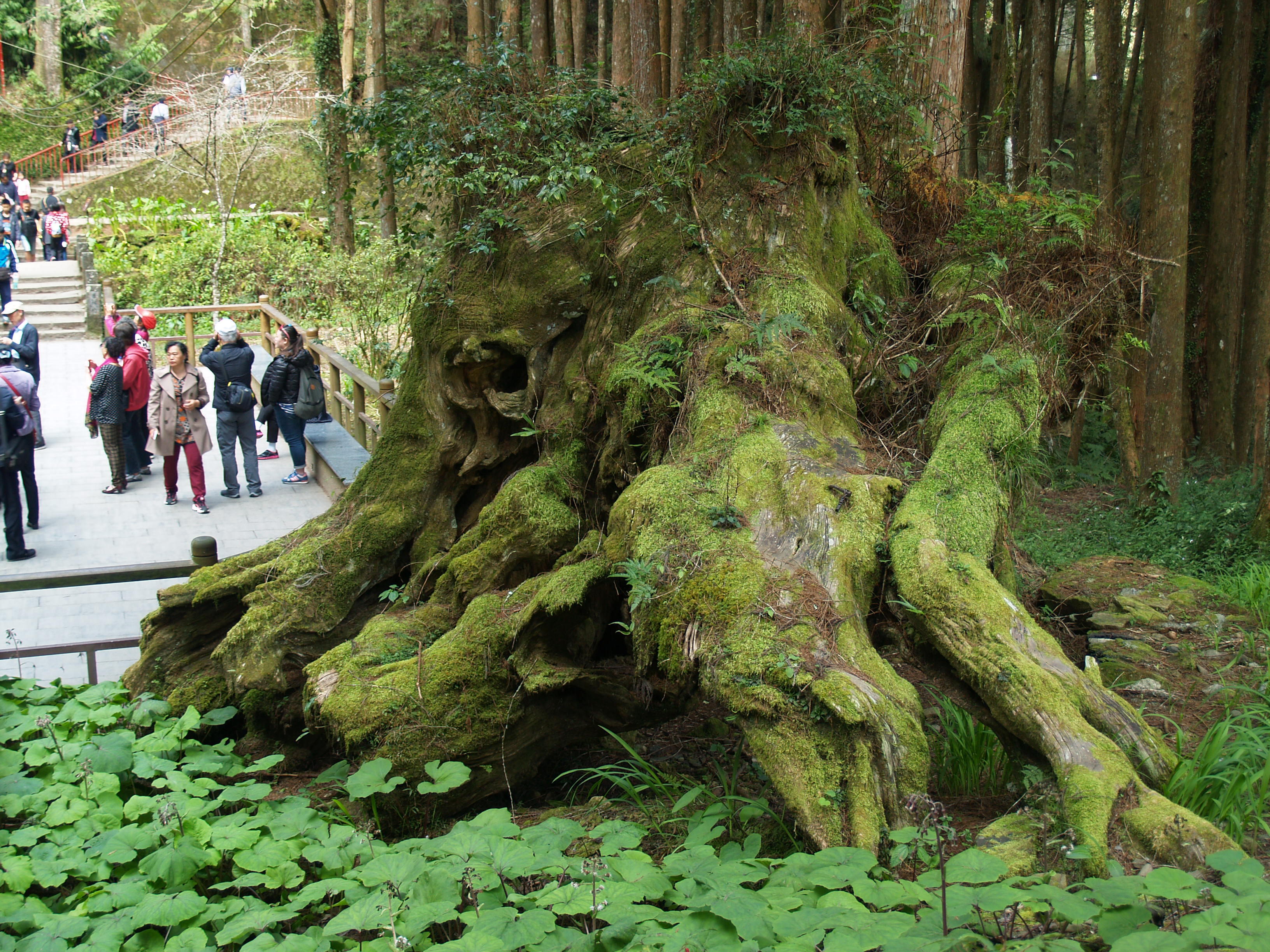 阿里山国家风景区