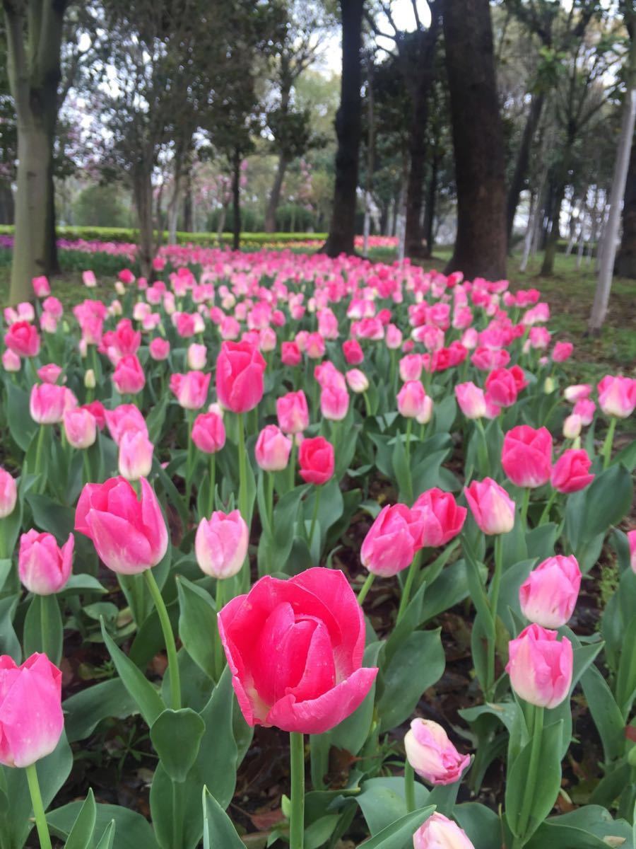 上海鲜花港开放了吗(上海鲜花港开放了吗需要预约吗?)