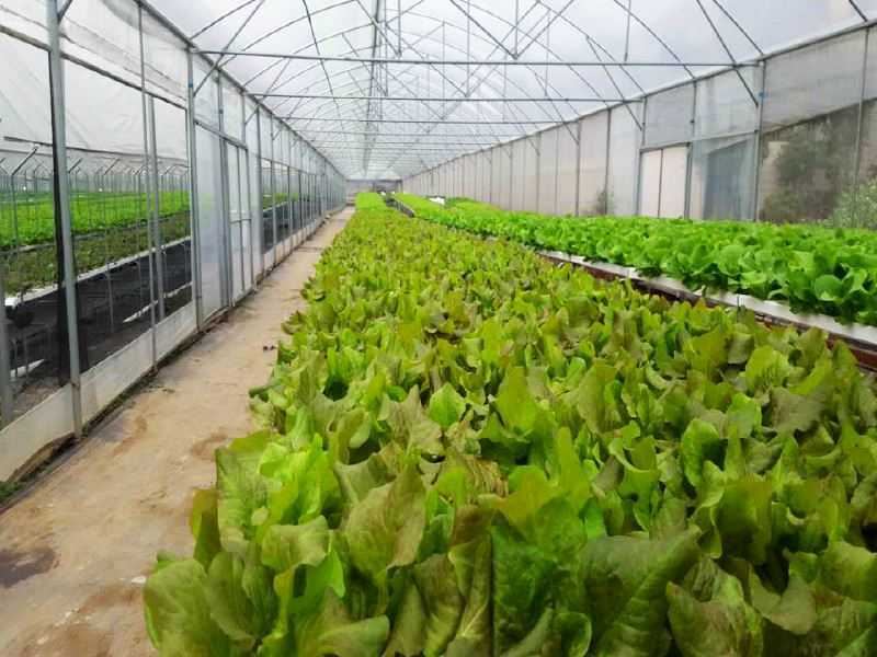 顺德鱼果生态园