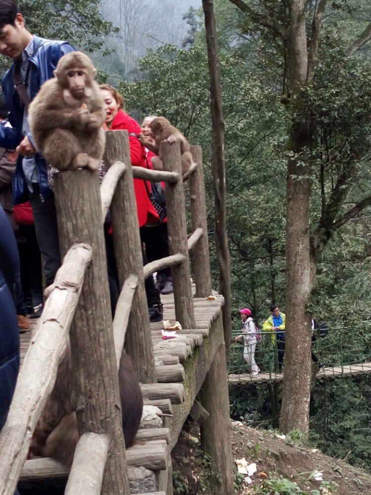 峨眉山生態猴區