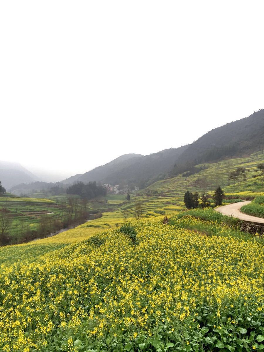 羅平油菜花海旅遊景點攻略圖