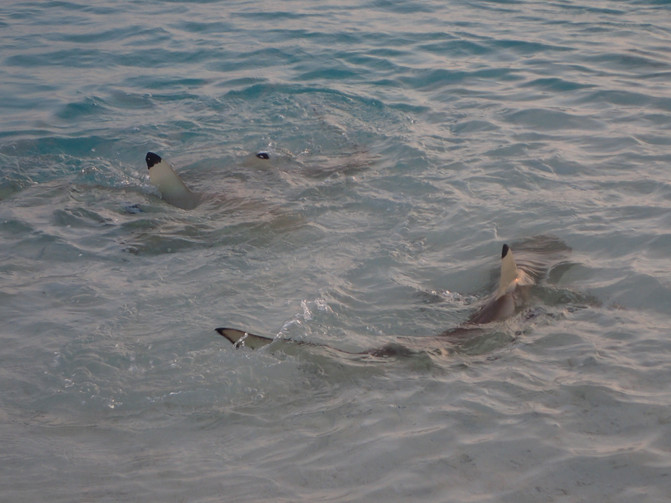 马尔代夫满月岛之行