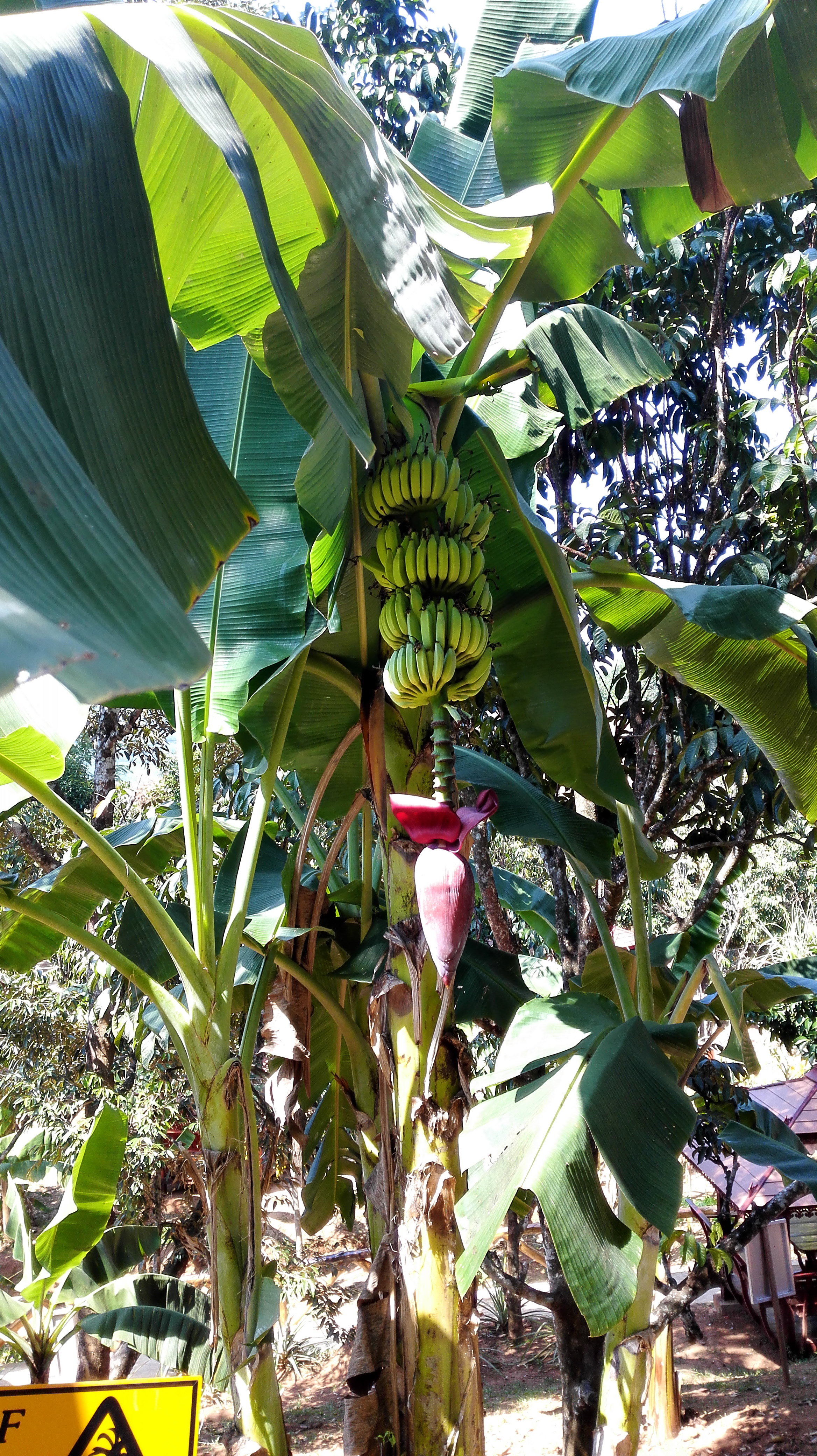 水果园这里的水果品种繁多,有认识的,也有不认识的山竹还没熟蚂蚁窝