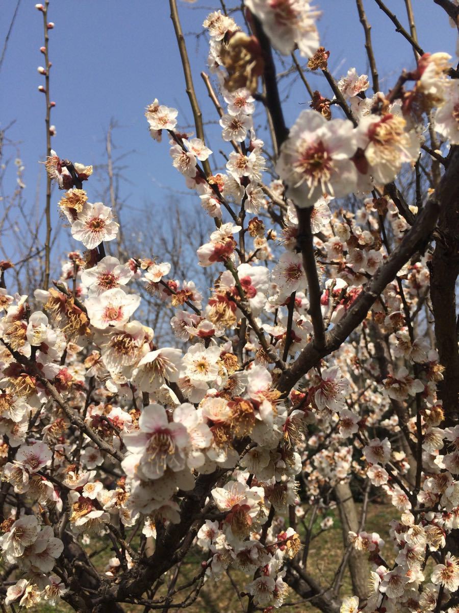 2019梅花山_旅游攻略_门票_地址_游记点评,南京旅游景点推荐 去哪儿