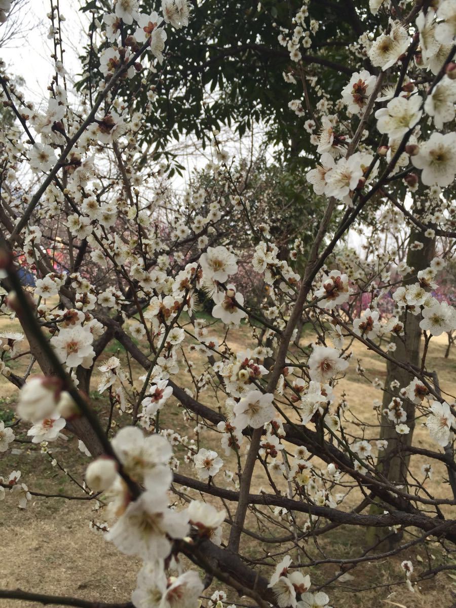 梅花山旅游景点攻略图