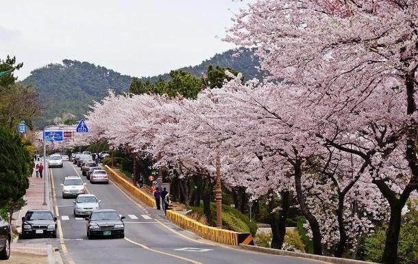 釜山赏月路图片