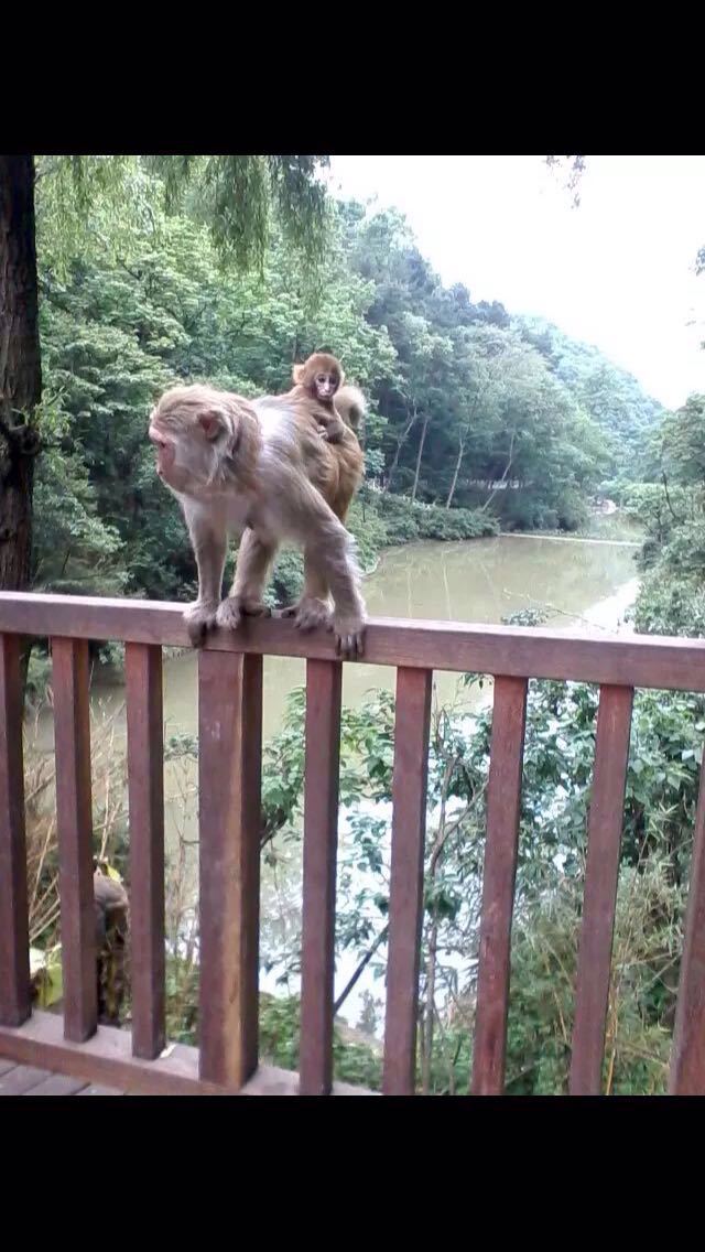 三岭湾猕猴观赏园图片