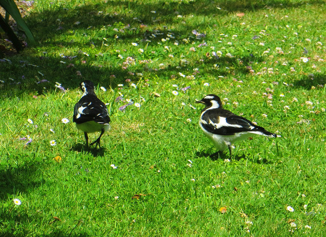 澳大利亚新西兰旅游纪实12-墨尔本皇家植物园