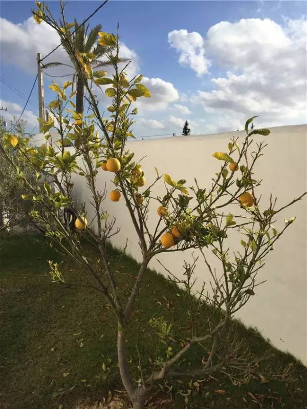 杰尔巴岛 Djerba —欧洲人的梦幻之岛(突尼斯自驾游)