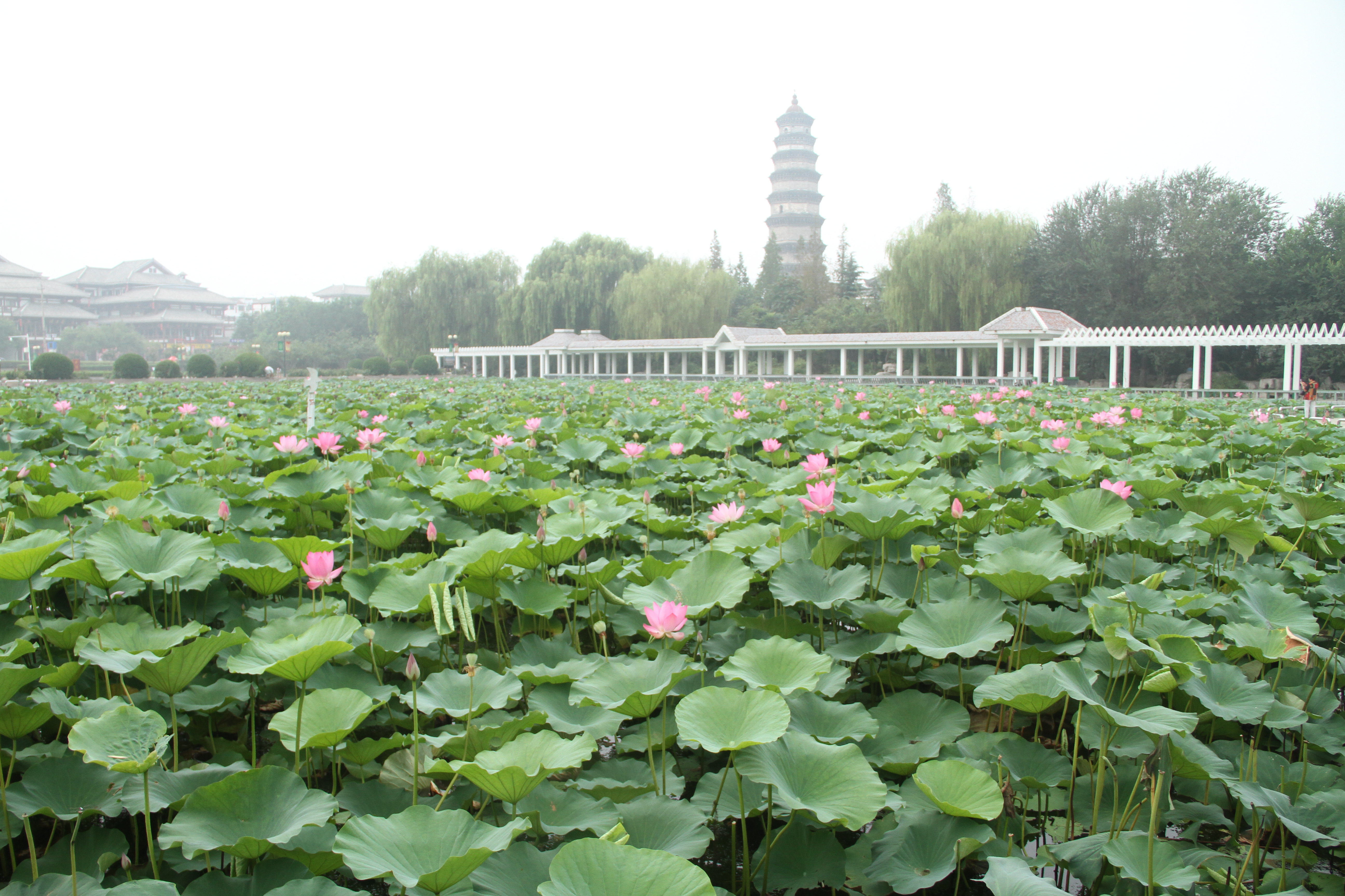 滕州博物館