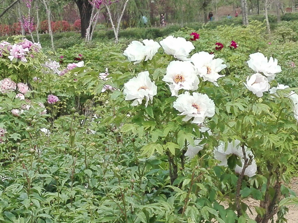 2019曹州牡丹園_旅遊攻略_門票_地址_遊記點評,菏澤旅遊景點推薦 - 去