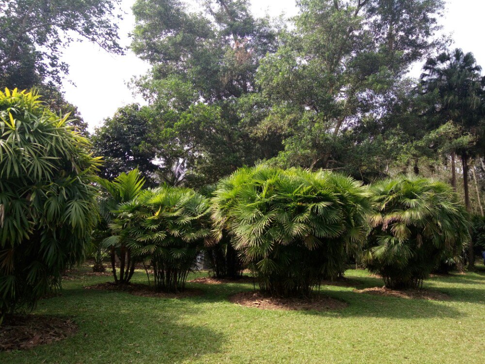 2019中科院西雙版納熱帶植物園_旅遊攻略_門票_地址_遊記點評