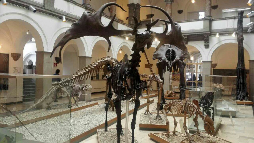 慕尼黑古生物博物馆图片