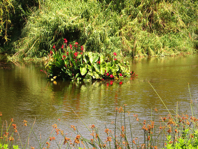 澳大利亚新西兰旅游纪实12-墨尔本皇家植物园
