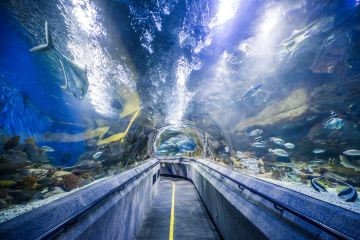 大连大连鲸美术馆攻略,大连鲸美术馆门票\/游玩