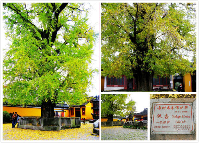 8.颐浩禅寺内南宋古银杏树,距今有650年.