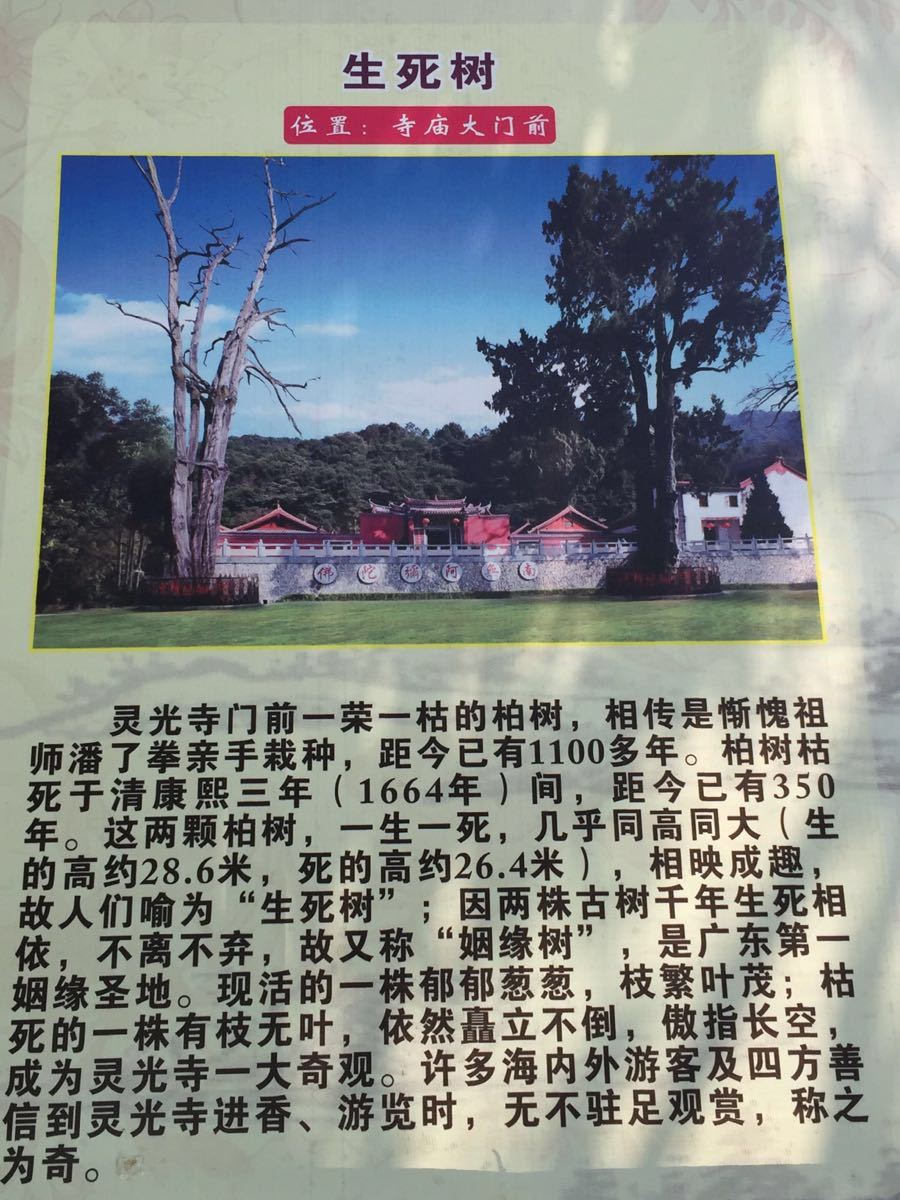 梅州灵光寺生死树传说图片