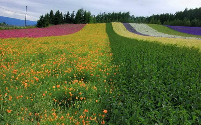 7月鲜花开满坡 北海道之夏 上 北海道游记攻略 携程攻略