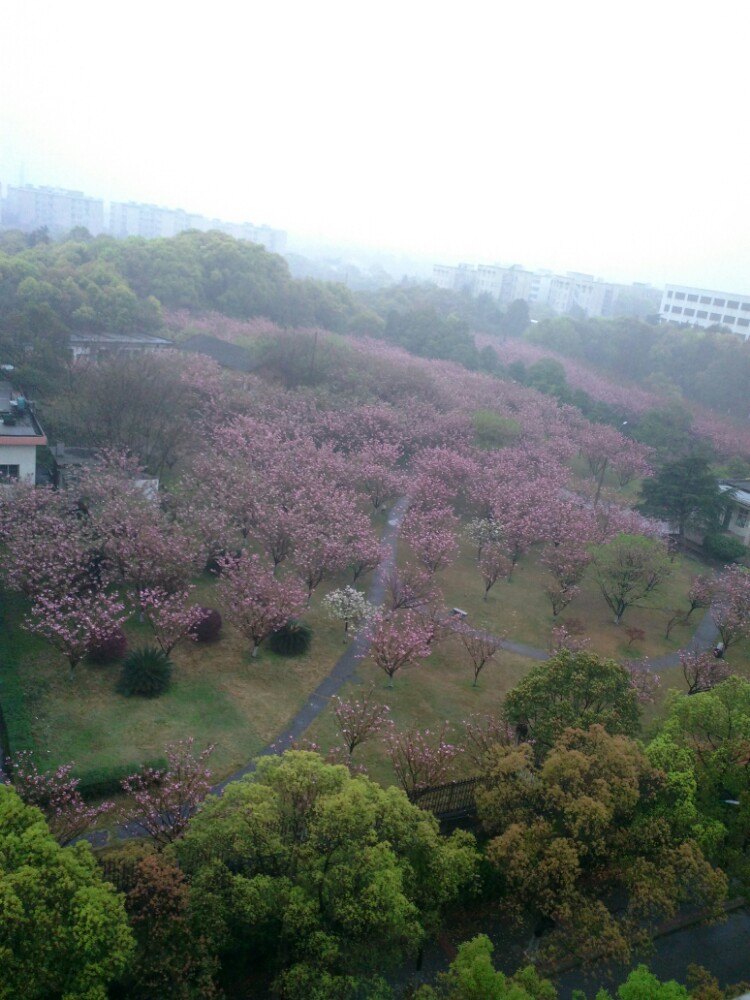 漂亮的湖南科技大學櫻花園,櫻花好漂亮