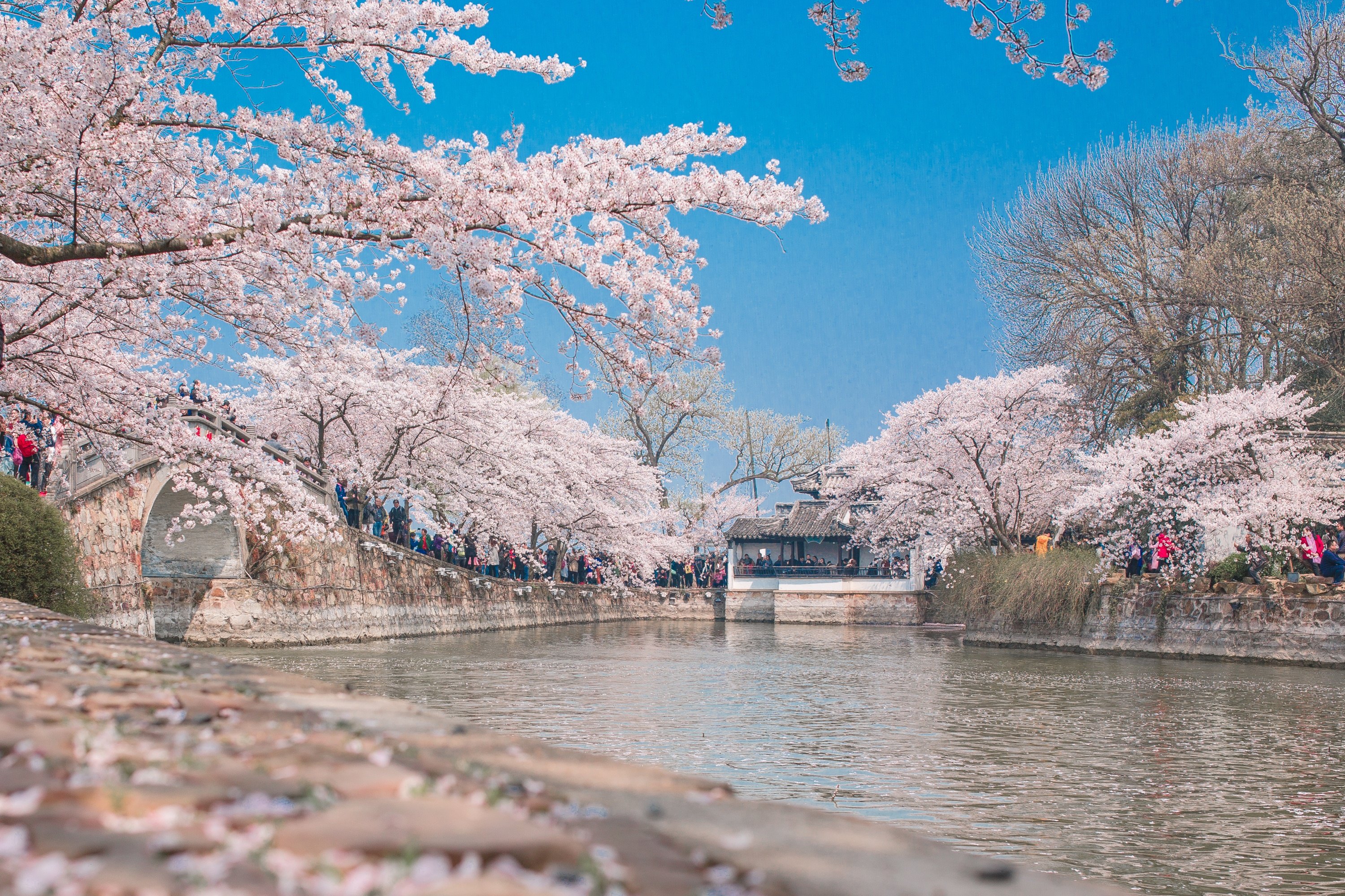 你知道市区都有哪些好玩的旅游景点吗三月来无锡,那就去鼋头渚赏樱花