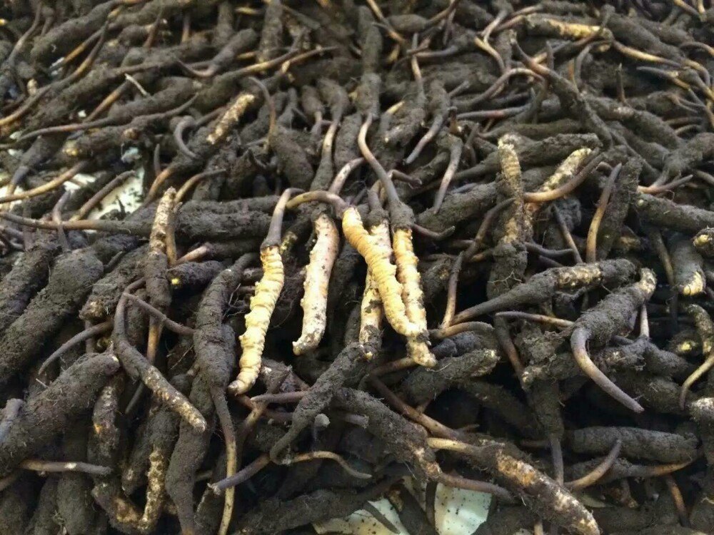 青海现在能买到新鲜虫草吗?