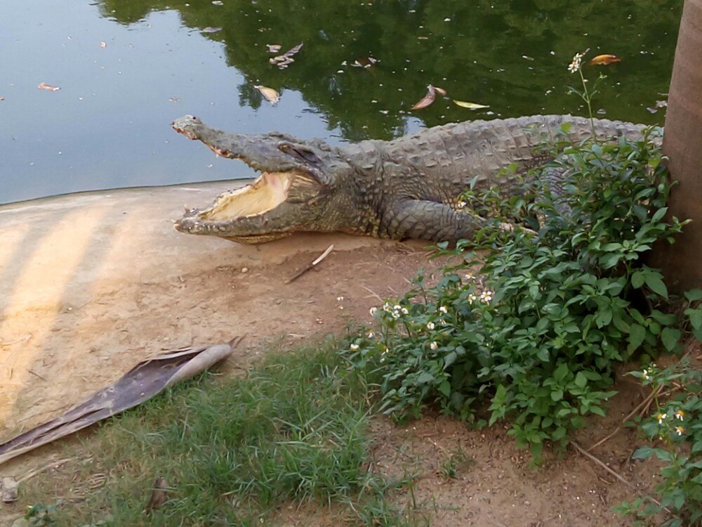 2019南寧動物園_旅遊攻略_門票_地址_遊記點評,南寧旅遊景點推薦 - 去