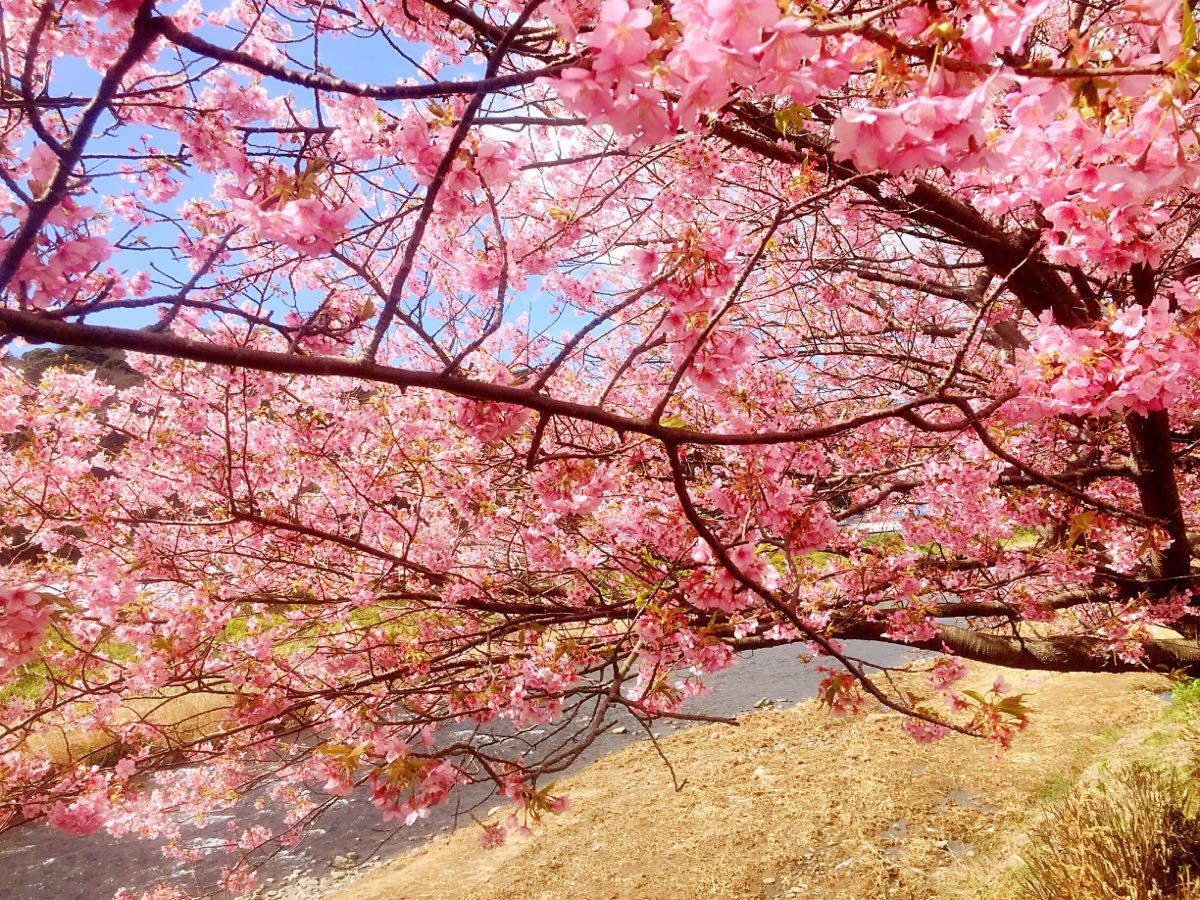 河津櫻比其他品種其他地方的櫻花盛開的更早在山裡有一點點偏遠但是遊