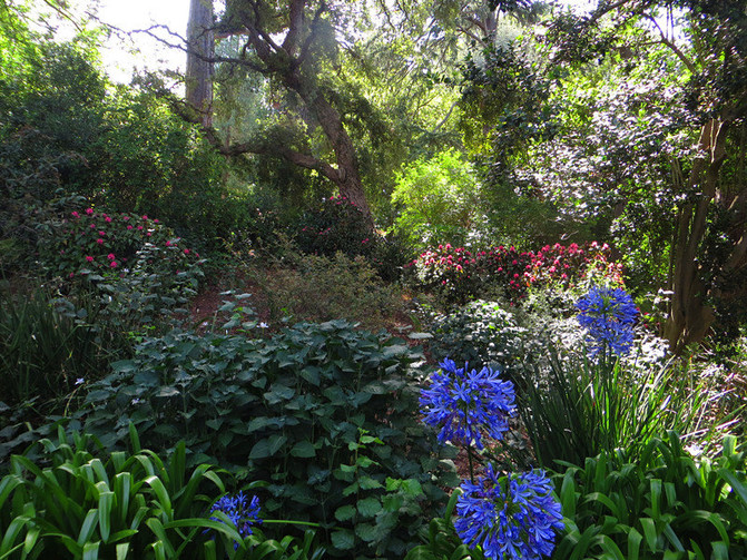 澳大利亚新西兰旅游纪实12-墨尔本皇家植物园