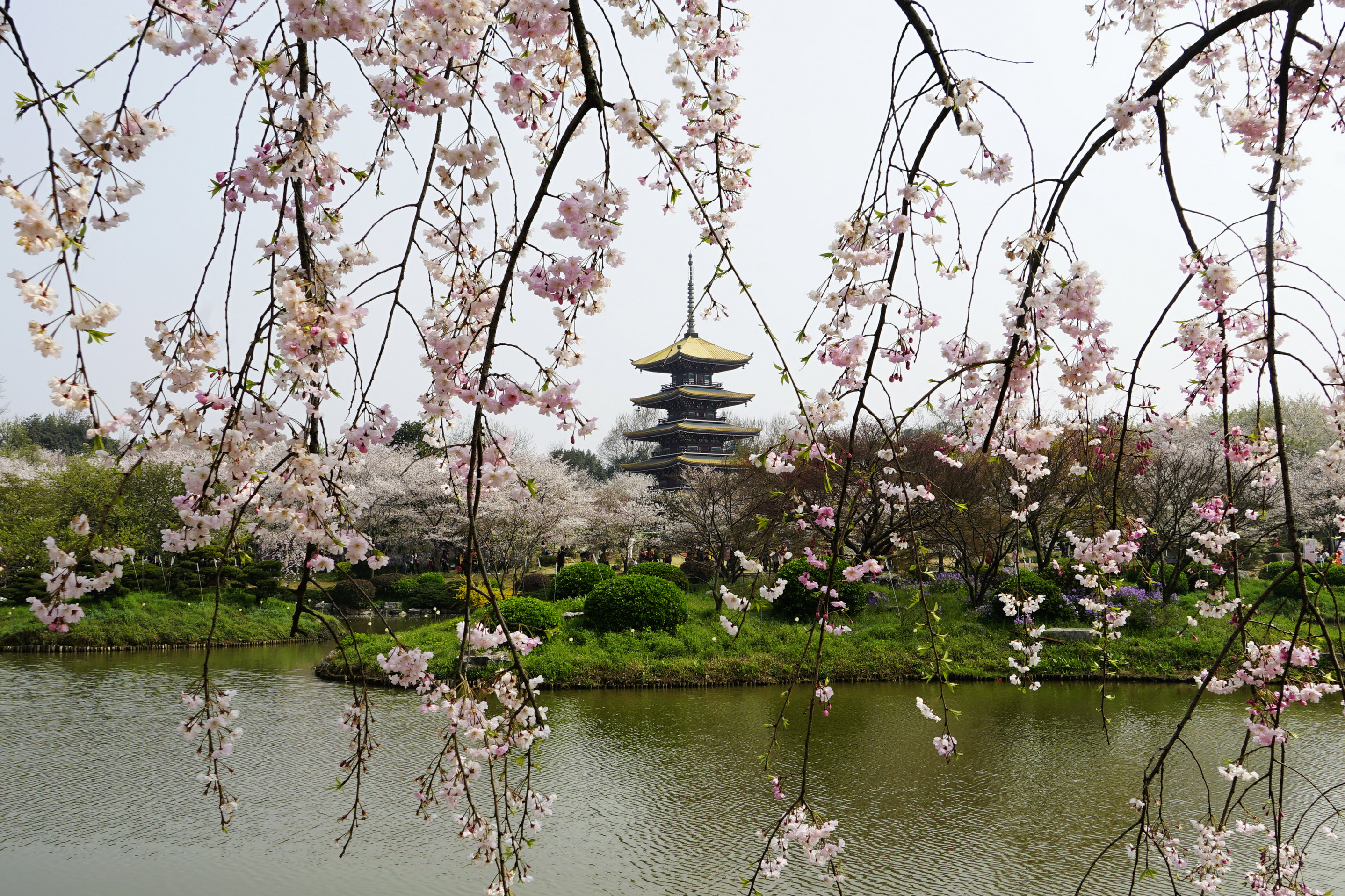 【携程攻略】武汉东湖景点,武汉东湖磨山樱花园与日本,华盛顿并称世界
