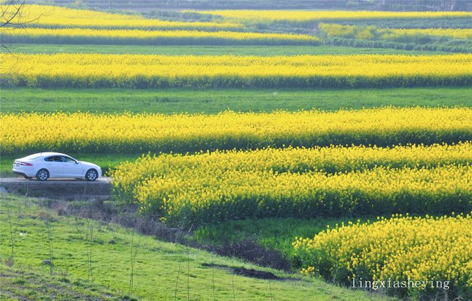 【2015津市自驾游】 万亩油菜花海,一场春天的