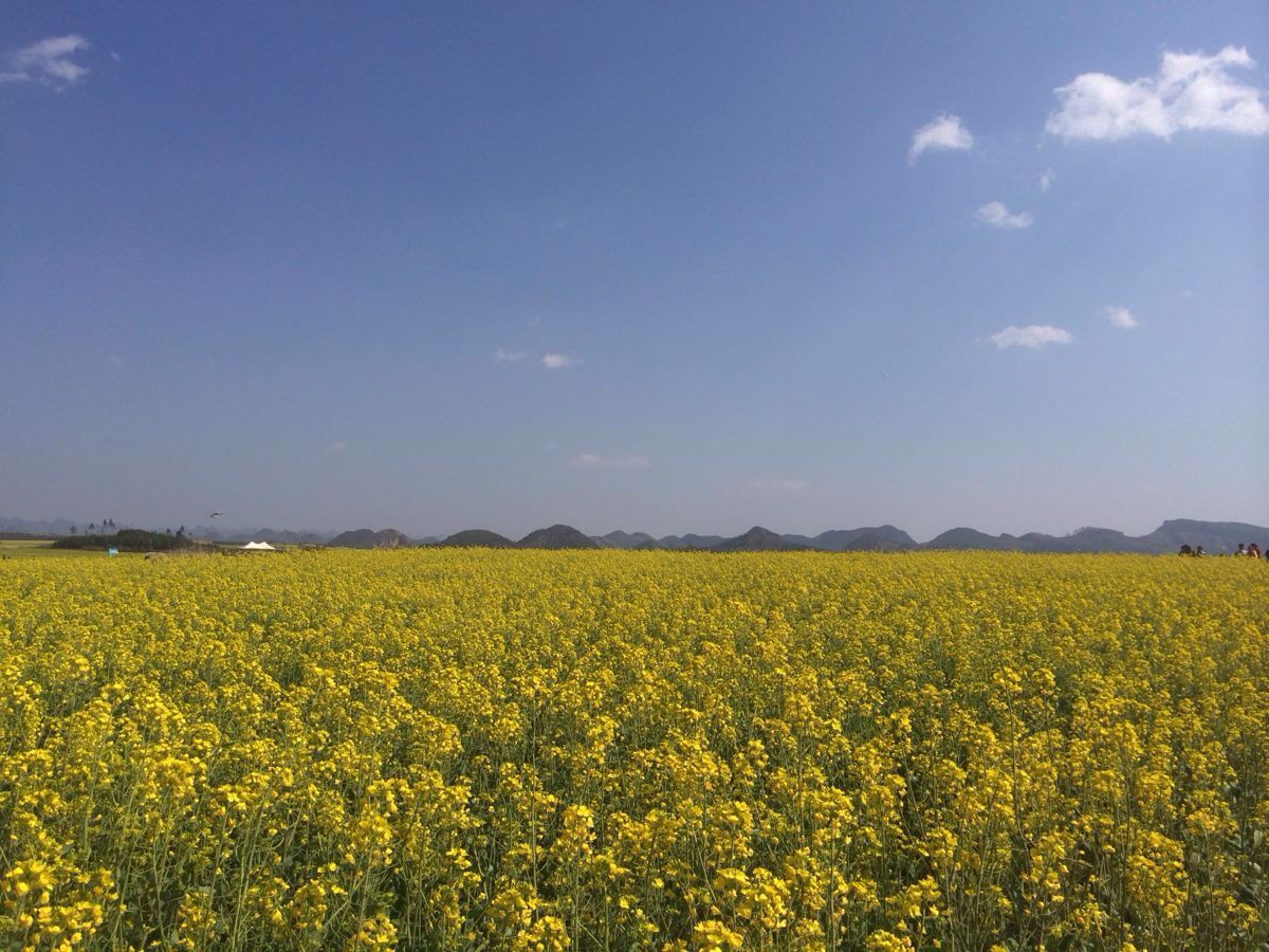 羅平油菜花景區旅遊景點攻略圖