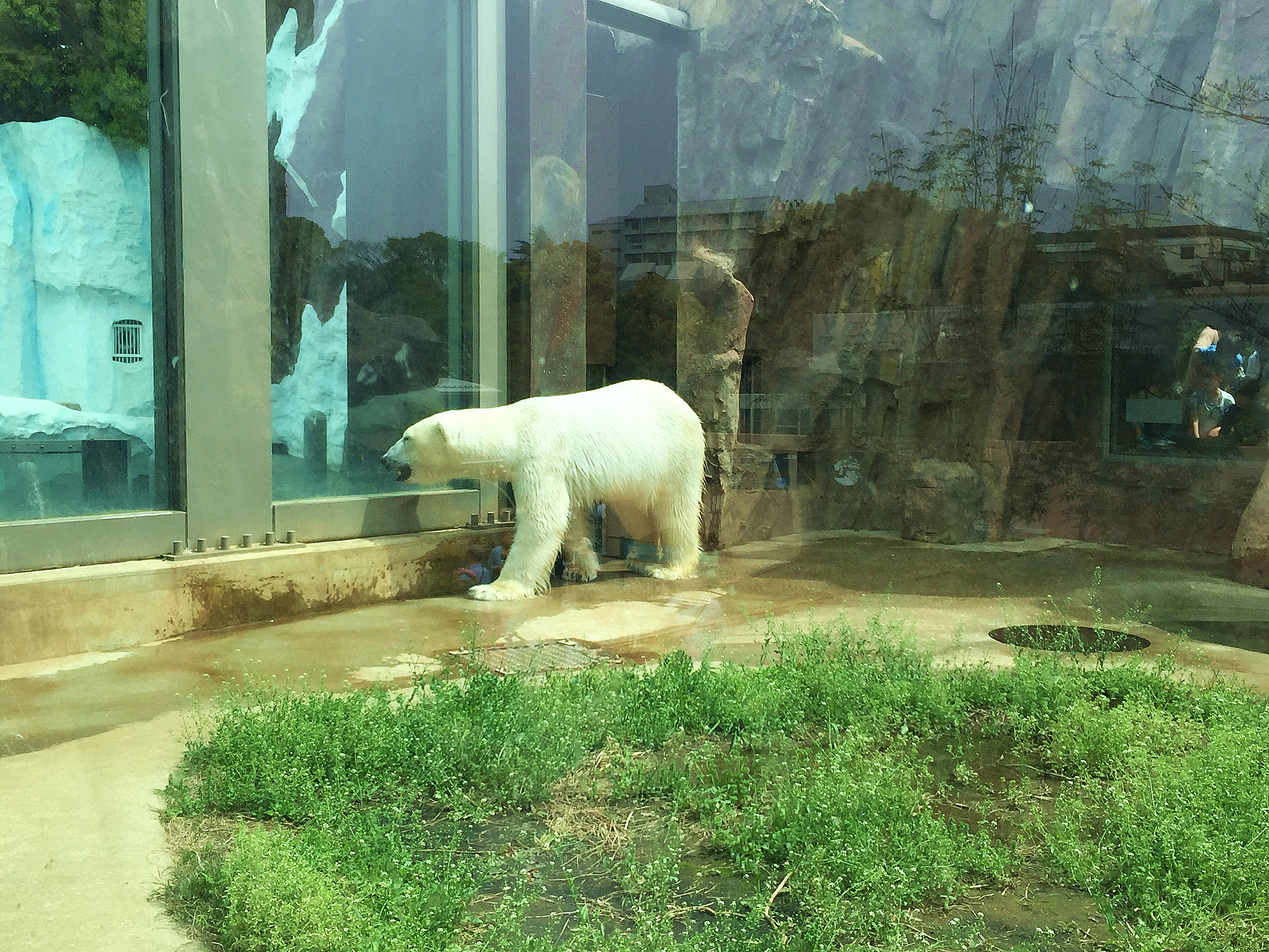 携程攻略 东京上野动物园景点 上野因为有东京都恩赐上野动物园 里面有我们的大熊猫 整个上野区的