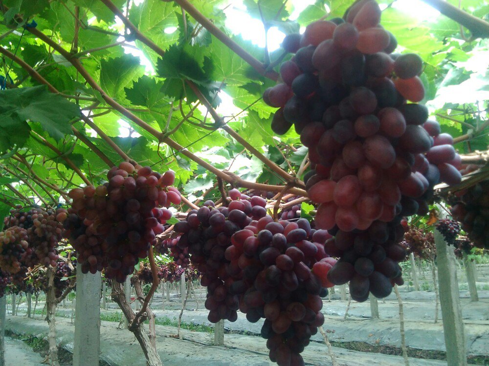 2022好农夫葡萄园玩乐攻略,这里的葡萄品种多,交通便捷.