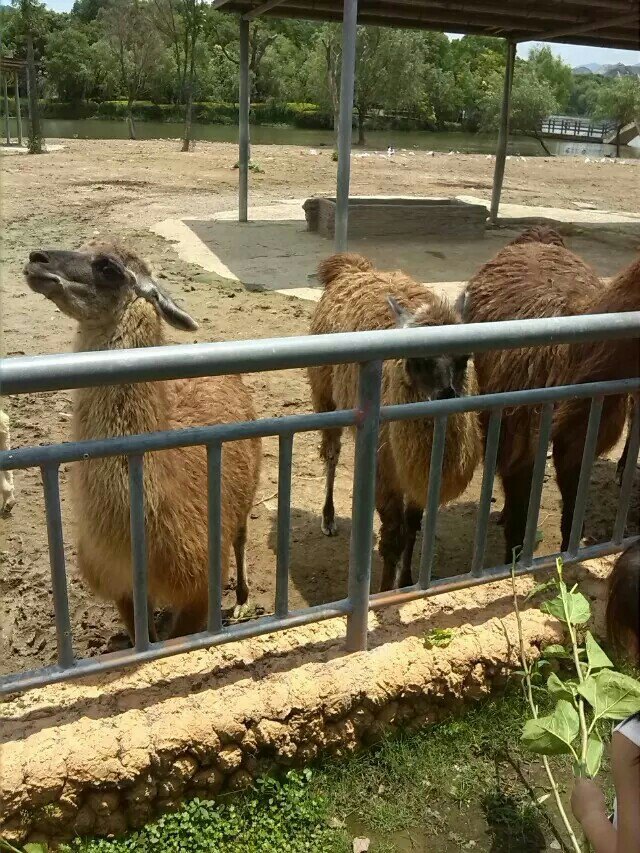 2019雅戈爾動物園_旅遊攻略_門票_地址_遊記點評,寧波旅遊景點推薦