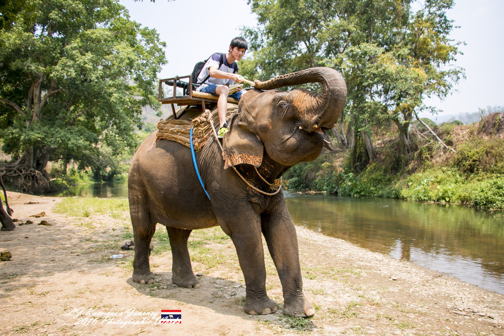 骑大象的路途中,会经过两个食物购买点,分别是甘蔗和香蕉,一般是40b一