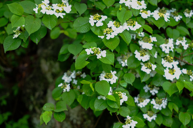 畅游茶乡 达人自驾游英山