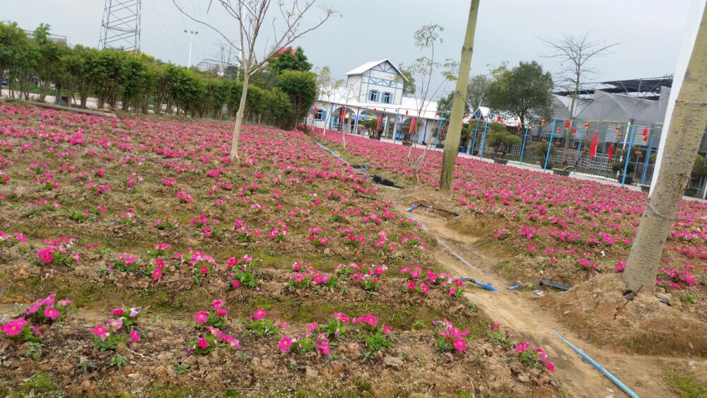 2019花都香草世界-旅游攻略-门票-地址-问答-游记点评,花都旅游旅游