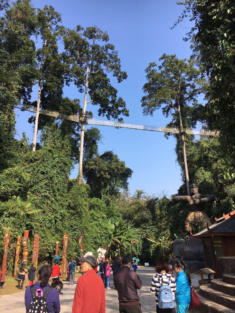 西雙版納熱帶雨林國家公園望天樹景區