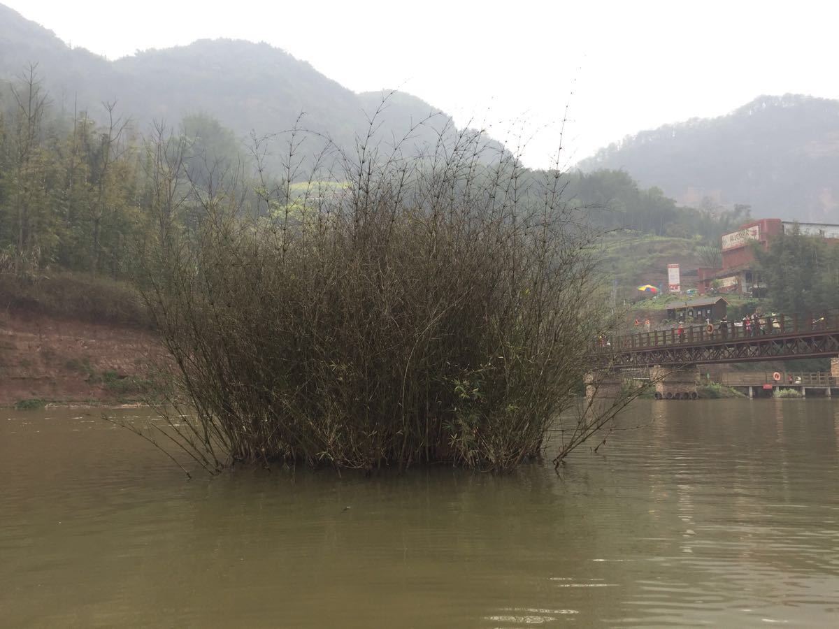 纳溪花田酒地漂流图片