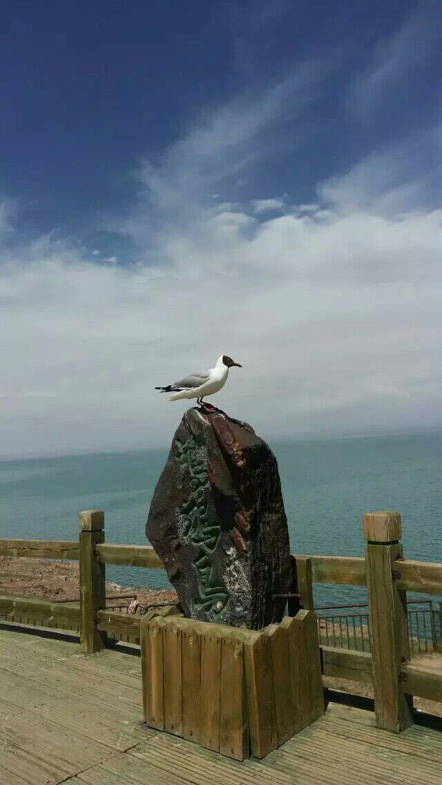 青海湖鸟岛