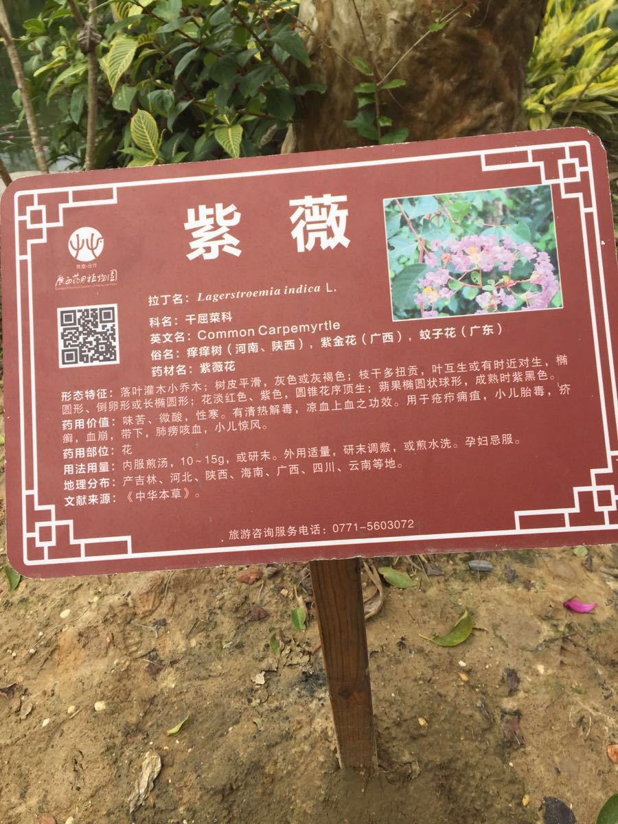 南宁青秀山植物介绍图片
