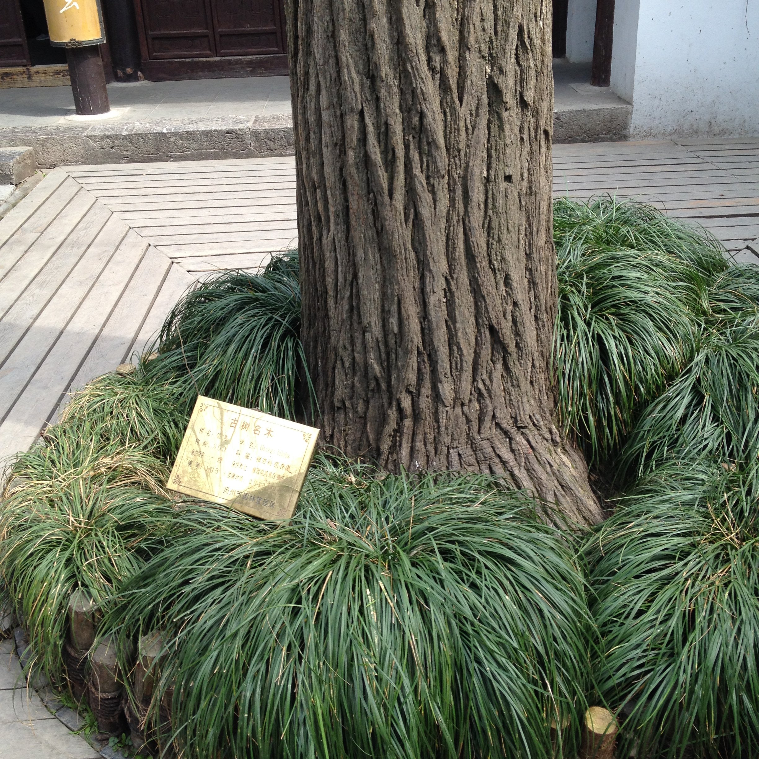 【携程攻略】扬州千年唐槐景点,这颗槐树有100多年的历史,被称为人类